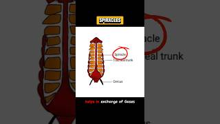 SPIRACLES spiracles  EXPLAIN SPIRACLES shortsviraltrending [upl. by Ynaffik]