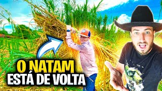 DEPOIS DE ANOS O NATAM VOLTA PARA PLANTAR CAPIM CAPIAÇU [upl. by Adina]