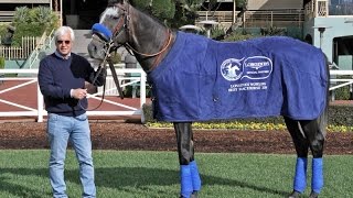 Arrogate  2016 LONGINES Worlds Best Racehorse [upl. by Kcor5]