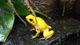 Phyllobates Terribilis Orange ruft [upl. by Udela193]