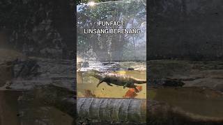 LINSANG DIKEJAR MALING🤣linsanganimalsbandungzoofunnyvideofunnyvideos animalshortanimallover [upl. by Eseneg]