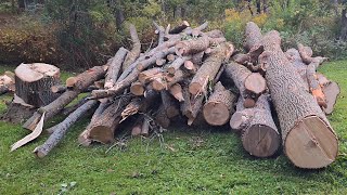 4 Cutting up some Ash firewood and a quick kindling update [upl. by Willie]