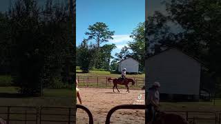 Loping at horse lessons 🐎❤️ horseriding horsesofyoutube horselover shorts fyp [upl. by Wallis]