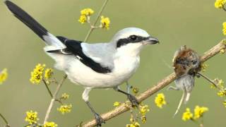 Tiny Vicious Killer Of The Bird World  Shrike Impales Its Victims On A Spike [upl. by Davida]