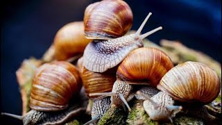 Snail Farming For Beginners  Why Its Profitable To Start A Snail Farm In 2022 snail snailfarming [upl. by Kennedy]