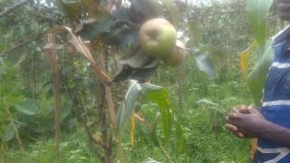 UBUHINZI BWA POME I NYANZA RWANDA summer pruning technic INGEMWE 0780629633 [upl. by Marigold184]