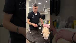 Brossezvous les dents de votre chien  🦷 chien veterinaire chihuahua dents [upl. by Aihsar]