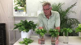 Propagating Pothos from Cuttings [upl. by Imoyik]