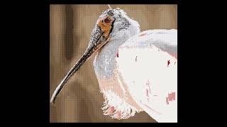 Bird Spoonbill [upl. by Peta]