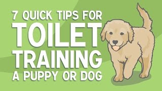 7 Quick Tips for TOILET TRAINING a Puppy or Dog [upl. by Otsugua]