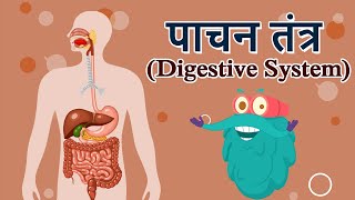 डायजेस्टिव सिस्टम  पाचन तंत्र  Digestive System In Hindi  DrBinocs Show  Best Videos For Kids [upl. by Schoenburg]