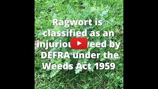 The Quick Guide for Dealing with Ragwort [upl. by Goulet179]