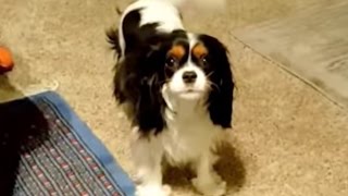 Cavalier King Charles Spaniel  Late Night Howling Shenanigans [upl. by Avera257]