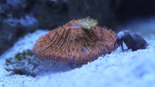 Cycloseris Plate Coral Feeding [upl. by Yentuoc]