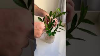 Propagation plants beautiful soillove garden soilpot soiltypes farming propagation care [upl. by Fernald]