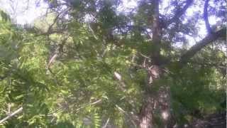 Tree Medicines of the Southwest with Herbalist Darcey Blue Canyon Walnut Juglans major [upl. by Ardnossac]