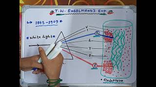 T W Engelmanns Experiments on Photosynthesis  Most peaceful idea for NEET [upl. by Ecinahs819]