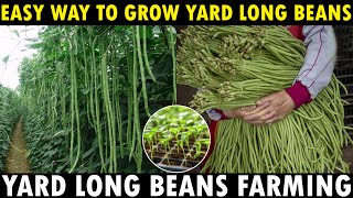 Long Beans Farming  How To Grow Yard Long Beans From Seed  Growing Long Beans [upl. by Ainoloppa]