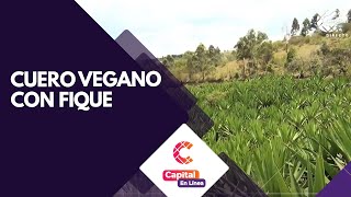 Cuero vegano a partir del fique  Capital en Línea [upl. by Trotta]