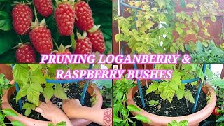 Pruning Loganberry and Respberey bush  Growing Loganberry and raspberry bushes in containers [upl. by Ahseyd]