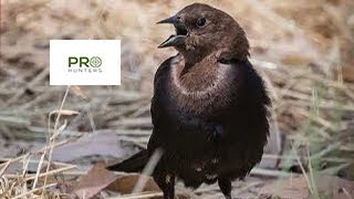 Brown Headed Cowbird Sound Bird Call for Pro Hunters [upl. by Faustena902]