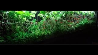 380G Heavily Planted Tank [upl. by Enilrad681]