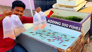 Adding 500 Fish to My Fish Tank🐠  500 மீன்கள் இதில் இருக்கு  Fridge Box Setup [upl. by Ecineg]