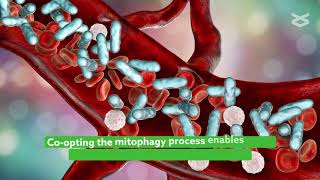 Understanding how mitophagy regulates innate immune responses triggered by mitochondrial stress [upl. by Urbani]