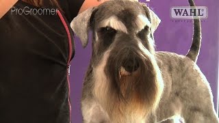 Grooming Guide  Miniature Schnauzer Pet Trim  Pro Groomer [upl. by Naamana]