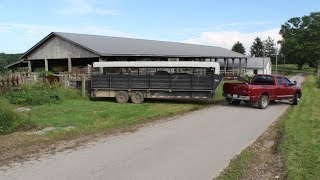 Loading Cattle to Haul off [upl. by Ahsenal]