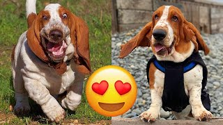 Basset Hound — Adorable And Hilarious Videos And Tik Toks Compilation [upl. by Rodd]