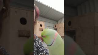 Update video Cruiser Indian Ringneck Parrot [upl. by Amikay255]