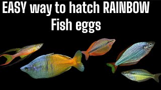 Easy way to hatch rainbow fish eggs and raise the fry [upl. by Kraus]