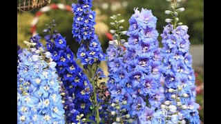 904  Winter ke khubsurat flower Larkspur Delphinium ko grow aur care karna How to grow Larkspur [upl. by Westlund535]