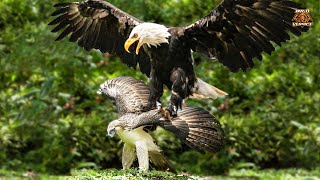 The Ultimate Verdict  Harpy Eagle Vs Philippine Eagle 2022 [upl. by Theo39]