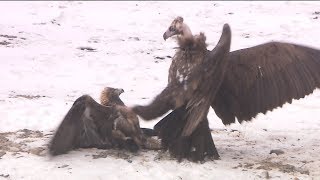 Fighting of Golden Eagle and Cinereous Vulture Fighting on the ground [upl. by Lletnuahs]