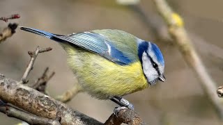 Blue Tit  Songs and Calls [upl. by Anastas]