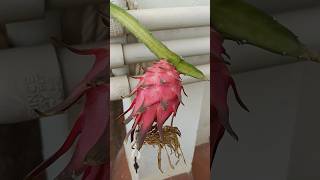 Dragon fruit Dragon fruit flower pitaya flower selenicereus fruit [upl. by Dowd]