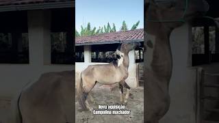 Cavalo Campolina machador Marcha Batida [upl. by Cole]