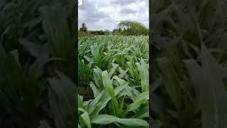 मका लागवड  Maka lagwad mahiti  Maize crop  maka lagwad kashi karavi  viral shortvideo trendin [upl. by Nali]