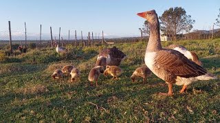 My Greylag geese grazing with their little ones in the am [upl. by Opportina]