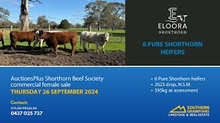 Eloora  6 Pure Shorthorn heifers  AuctionsPlus  Thursday 26th September [upl. by Woolcott824]