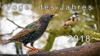 Vogel des Jahres 2018 Der Star Starendoku  Gamander López [upl. by Solberg602]