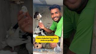 Fancy Kabutari ka dusra anda🪺 petlover minivlog pigeonvlogger aseelvlog kabutar egg [upl. by Alleen526]