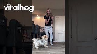 Dog Celebrates After Getting Fake Injection  ViralHog [upl. by Reggi]