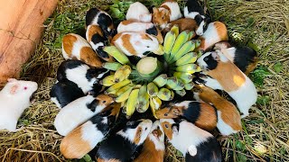 Guinea Pig Farming Guinea Pig Herd having MASSIVE Dinner  Fresh Alfalfa [upl. by Hausmann]