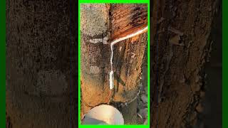 TECHNIQUE OF SCRAPING THE BARK TO RECEIVE TREE SAP PART4 caosu farming [upl. by Leavitt]