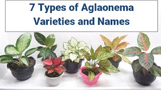 Rare and Uncommon Varieties of Aglaonema [upl. by Mittel]