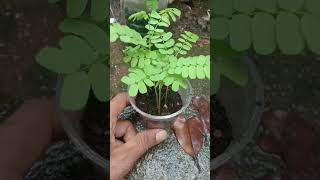 how to grow Gunja seeds गुंजा रत्ती के बीज कैसे उगाई जाती है shortsfeed [upl. by Marler]