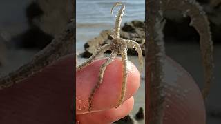 Saving a Beautiful Brittle Star 🌊⭐ shorts starfish fishing [upl. by Leiso]